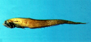 Triplophos hemingi三鑽光魚