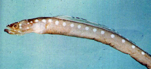Gorgasia japonica日本園鰻