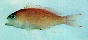 Pseudanthias rubrizonatus紅帶擬花鮨
