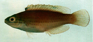 Cirrhilabrus lunatus新月絲鰭鸚鯛