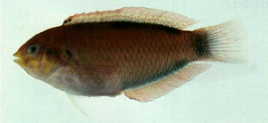 Macropharyngodon moyeri莫氏大咽齒鯛