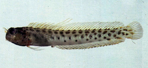 Laiphognathus multimaculatus多斑寬頜鳚