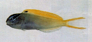 Meiacanthus atrodorsalis金鰭稀棘鳚
