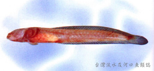 Caragobius urolepis尾鱗頭鰕虎
