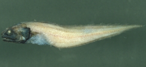 Monomitopus kumae熊吉單趾鼬魚