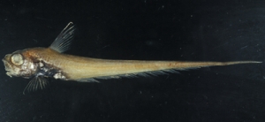Kumba japonica日本舟尾鱈