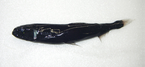 Astronesthes formosana臺灣星衫魚