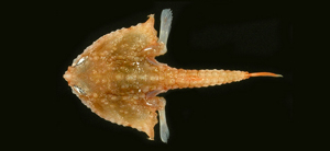 Malthopsis mitrigera鈎棘海蝠魚
