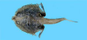 Halieutopsis margaretae馬格瑞擬棘茄魚