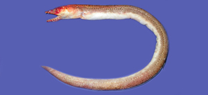 Brachysomophis henshawi亨氏短體蛇鰻