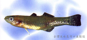 Hypseleotris cyprinoides似鯉黃黝魚