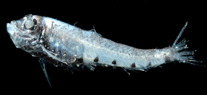 Valenciennellus tripunctulatus三斑叢光魚