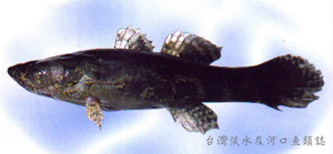 Oxyeleotris marmorata斑駁尖塘鱧
