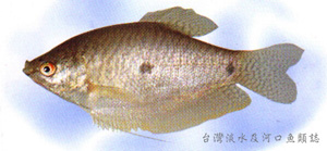 Trichopodus trichopterus絲鰭毛足鬥魚