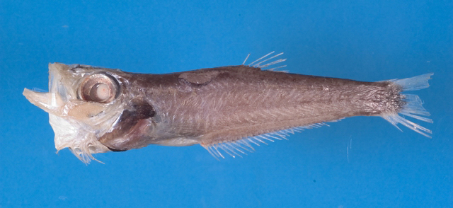 Bathyclupea argentea銀深海鯡
