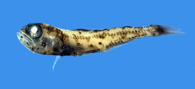 Hygophum reinhardtii萊氏壯燈魚