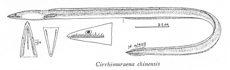 Cirrhimuraena chinensis中華鬚蛇鰻