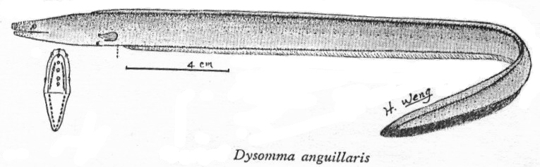 Dysomma anguillare前肛鰻