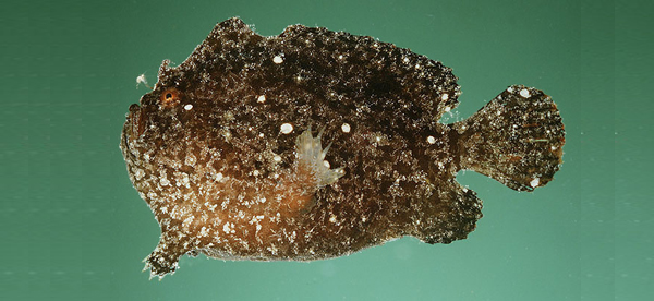 Antennarius randalli藍道氏躄魚