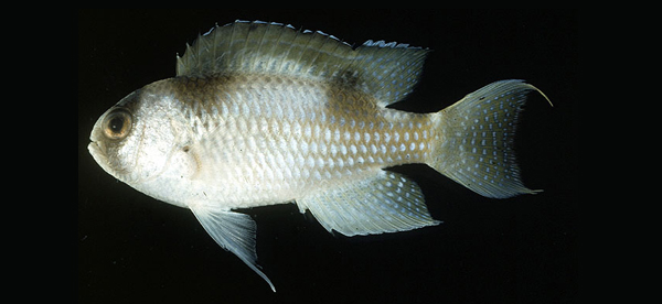 Amblypomacentrus breviceps短頭鈍雀鯛