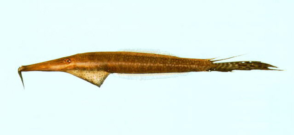 Anacanthus barbatus擬鬚魨