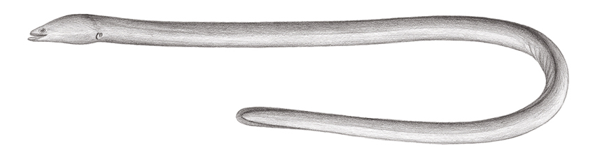 Moringua abbreviata短線蚓鰻