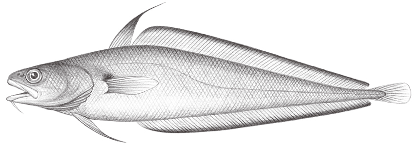 Physiculus chigodarana絲背小褐鱈