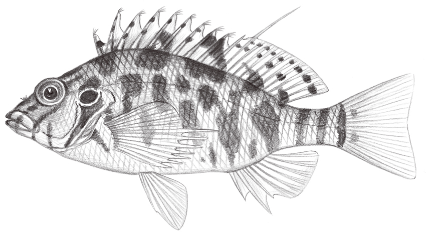 Cirrhitichthys aprinus斑金