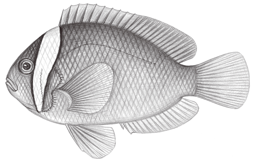 Amphiprion frenatus白條雙鋸魚