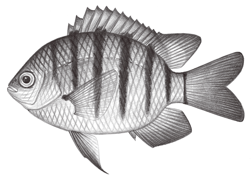 Abudefduf bengalensis孟加拉豆娘魚