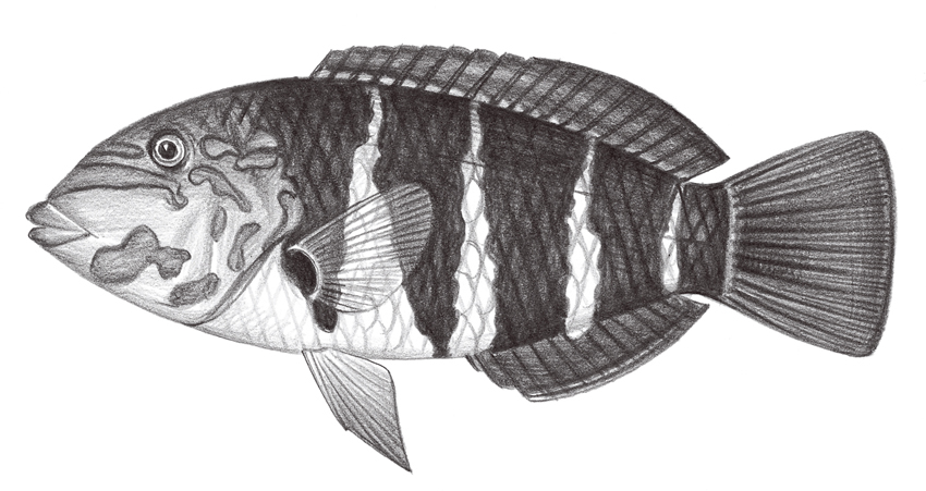 Hemigymnus fasciatus條紋半裸魚