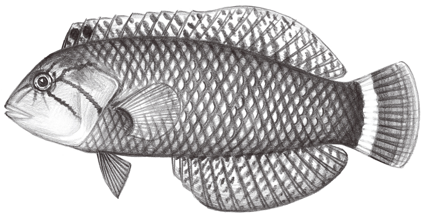 Novaculichthys taeniourus帶尾新隆魚