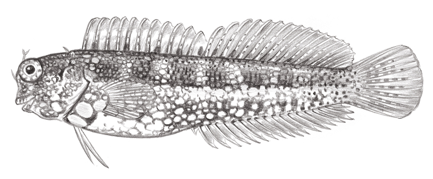 Salarias guttatus胸斑唇齒鳚