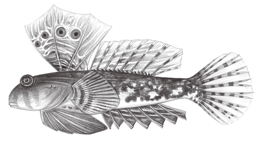 Synchiropus ocellatus眼斑連鰭䲗