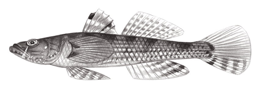 Psammogobius biocellatus雙眼斑砂鰕虎