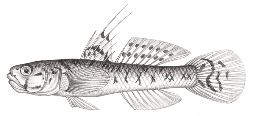 mugilogobius chulae  诸氏鲻鰕虎