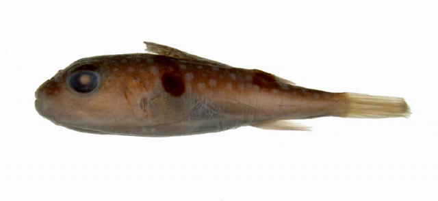 Takifugu ocellatus弓斑多紀魨
