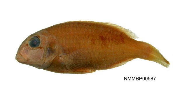 Choerodon zamboangae扎邦豬齒魚
