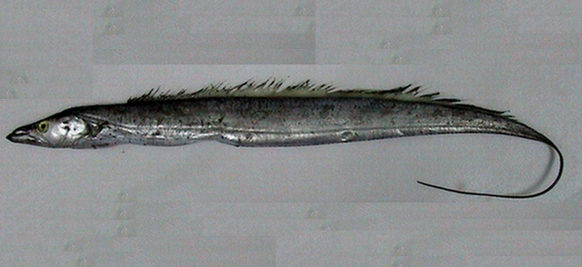 Trichiurus japonicus日本帶魚