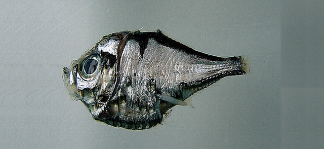 Polyipnus spinifer頭棘燭光魚