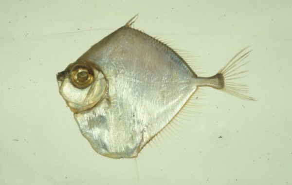 Xenolepidichthys dalgleishi image