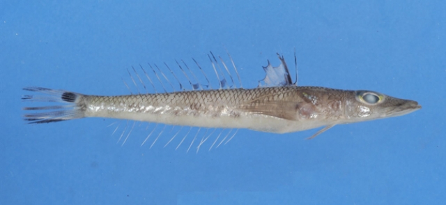 Bembrops caudimacula尾斑鯒狀魚