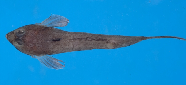 Bathycallionymus sokonumeri紋鰭深水䲗