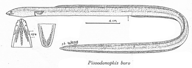 Pisodonophis boro波路荳齒蛇鰻