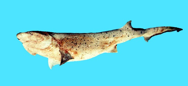 Notorynchus cepedianus油夷鯊