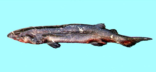 Echinorhinus image