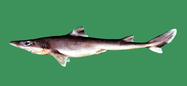 Squalus japonicus日本角鯊