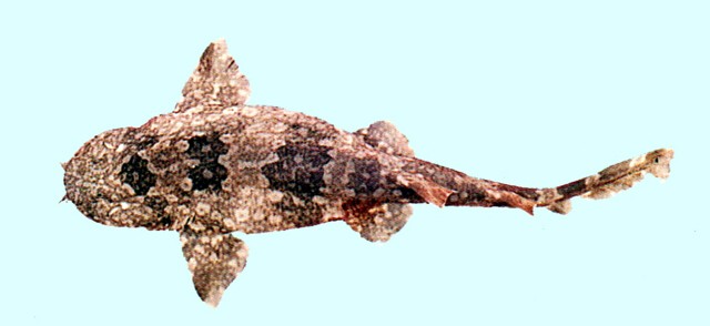 Orectolobus leptolineatus細線鬚鯊