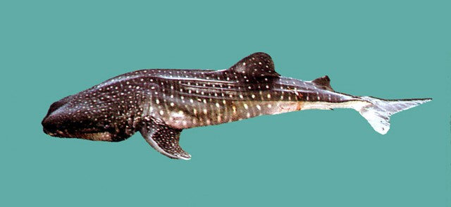 Rhincodon typus鯨鯊