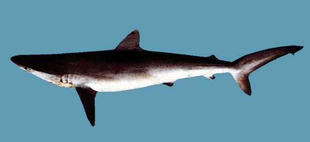 Carcharhinus brachyurus短尾真鯊